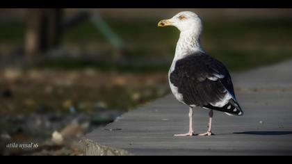 Büyük karasırtlı martı » Great Black-backed Gull » Larus marinus