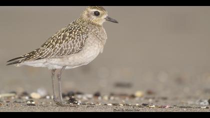 Küçük altın yağmurcun » Pacific Golden Plover » Pluvialis fulva