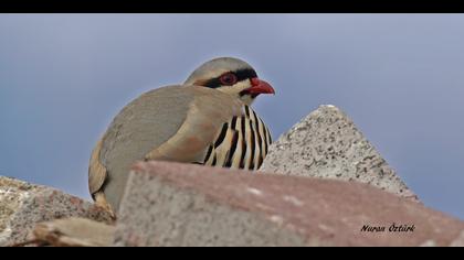 Kınalı keklik » Chukar Partridge » Alectoris chukar