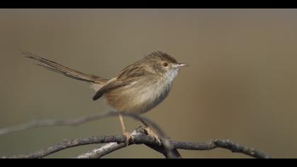 Dikkuyruklu ötleğen » Delicate prinia » Prinia lepida