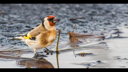 Saka » European Goldfinch » Carduelis carduelis