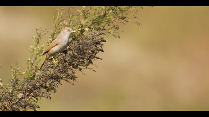 Çöl ötleğeni » Asian Desert Warbler » Sylvia nana