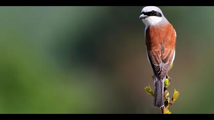 Kızılsırtlı örümcekkuşu » Red-backed Shrike » Lanius collurio