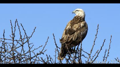 Kızıl şahin » Long-legged Buzzard » Buteo rufinus