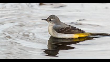 Dağ kuyruksallayanı » Grey Wagtail » Motacilla cinerea