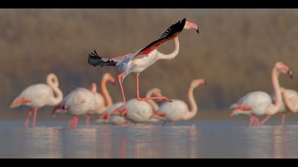 Flamingo » Greater Flamingo » Phoenicopterus roseus