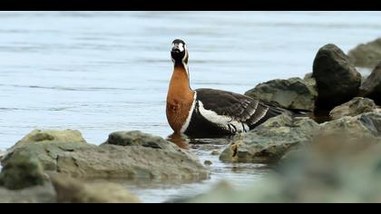 Sibirya kazı » Red-breasted Goose » Branta ruficollis