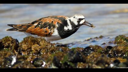 Taşçeviren » Ruddy Turnstone » Arenaria interpres