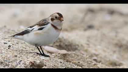 Alaca kirazkuşu » Snow Bunting » Plectrophenax nivalis