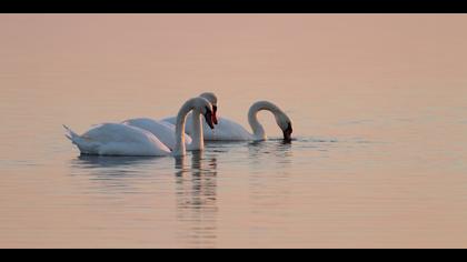 Kuğu » Mute Swan » Cygnus olor