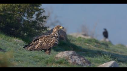 Akkuyruklu kartal » White-tailed Eagle » Haliaeetus albicilla