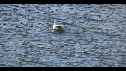 Karabaş martı » Black-headed Gull » Chroicocephalus ridibundus