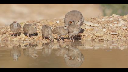 Kum kekliği » See-see Partridge » Ammoperdix griseogularis