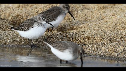 Karakarınlı kumkuşu » Dunlin » Calidris alpina