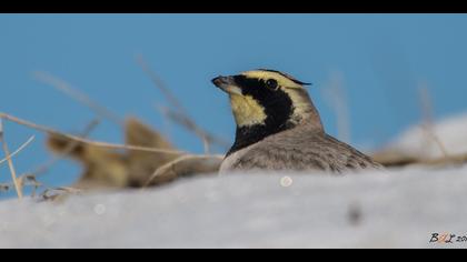 Kulaklı toygar » Horned Lark » Eremophila alpestris