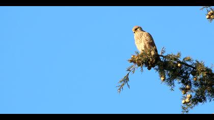 Kerkenez » Common Kestrel » Falco tinnunculus