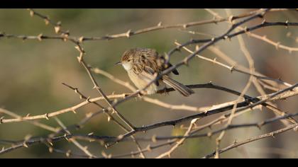 Dikkuyruklu ötleğen » Delicate prinia » Prinia lepida