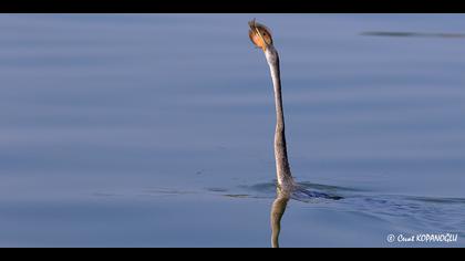 Yılanboyun » African Darter » Anhinga  rufa