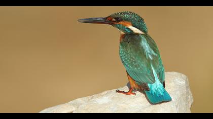 Yalıçapkını » Common Kingfisher » Alcedo atthis