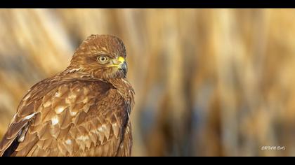 Şahin » Common Buzzard » Buteo buteo