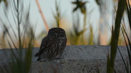 Kukumav » Little Owl » Athene noctua