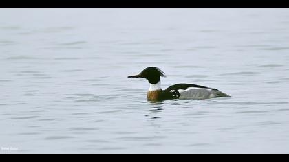 Tarakdiş » Red-breasted Merganser » Mergus serrator