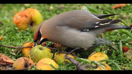 İpekkuyruk » Bohemian Waxwing » Bombycilla garrulus