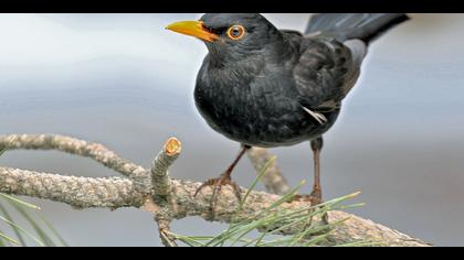 Karatavuk » Common Blackbird » Turdus merula