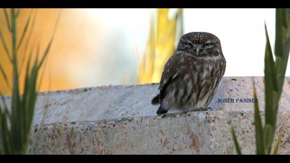 Kukumav » Little Owl » Athene noctua