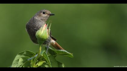 Kara kızılkuyruk » Black Redstart » Phoenicurus ochruros