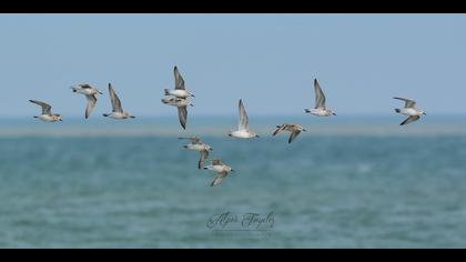 Büyük kumkuşu » Red Knot » Calidris canutus