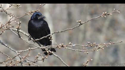 Ekin kargası » Rook » Corvus frugilegus