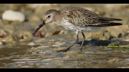 Karakarınlı kumkuşu » Dunlin » Calidris alpina