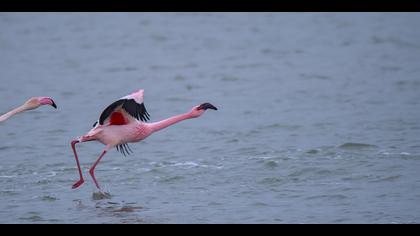 Küçük flamingo