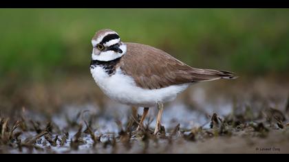 Halkalı küçük cılıbıt » Little Ringed Plover » Charadrius dubius