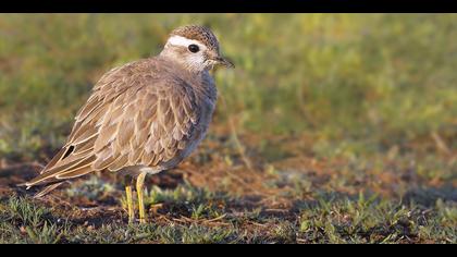 Dağ cılıbıtı » Eurasian Dotterel » Charadrius morinellus