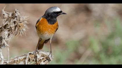 Kızılkuyruk » Common Redstart » Phoenicurus phoenicurus