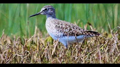 Orman düdükçünü » Wood Sandpiper » Tringa glareola