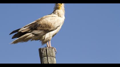 Küçük akbaba » Egyptian Vulture » Neophron percnopterus