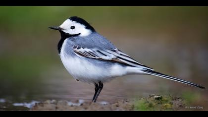 Ak kuyruksallayan » White Wagtail » Motacilla alba