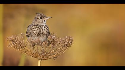 Tepeli toygar » Crested Lark » Galerida cristata