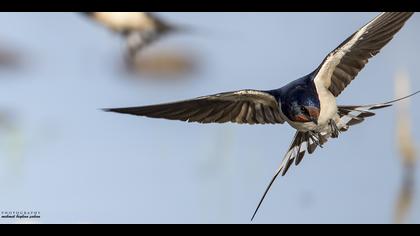 Kır kırlangıcı » Barn Swallow » Hirundo rustica