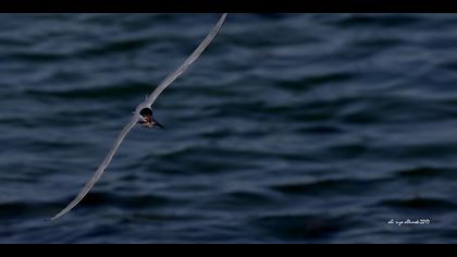 Sumru » Common Tern » Sterna hirundo