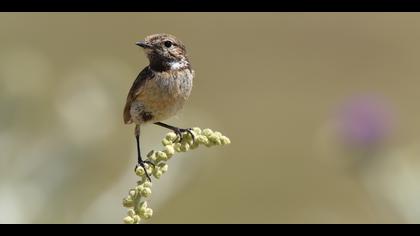 Taşkuşu » European Stonechat » Saxicola rubicola