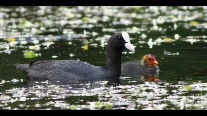 Sakarmeke » Eurasian Coot » Fulica atra