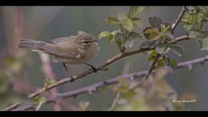 Çıvgın » Common Chiffchaff » Phylloscopus collybita