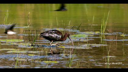 Çeltikçi » Glossy Ibis » Plegadis falcinellus