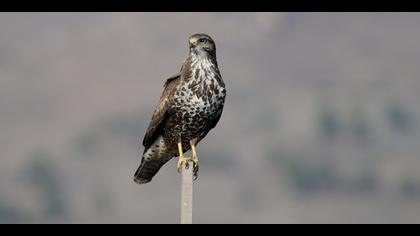 Şahin » Common Buzzard » Buteo buteo