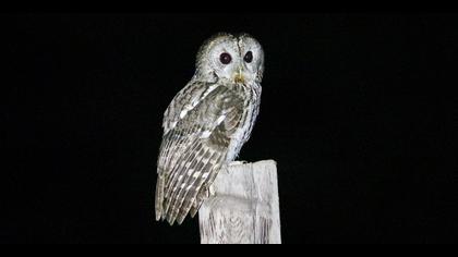 Alaca baykuş » Tawny Owl » Strix aluco