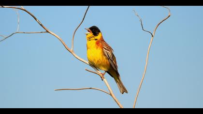 Karabaşlı kirazkuşu » Black-headed Bunting » Emberiza melanocephala